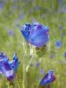 wild flower from Western Australia